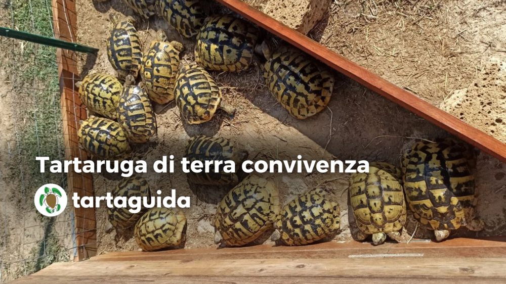 Alimentazione Tartarughe Di Terra Che Cosa Mangiano Tartaguida