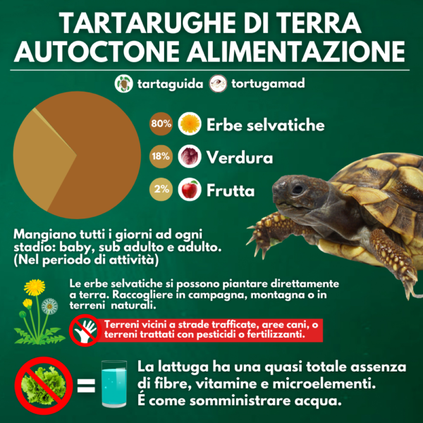 Alimentazione Tartarughe Di Terra Che Cosa Mangiano Tartaguida