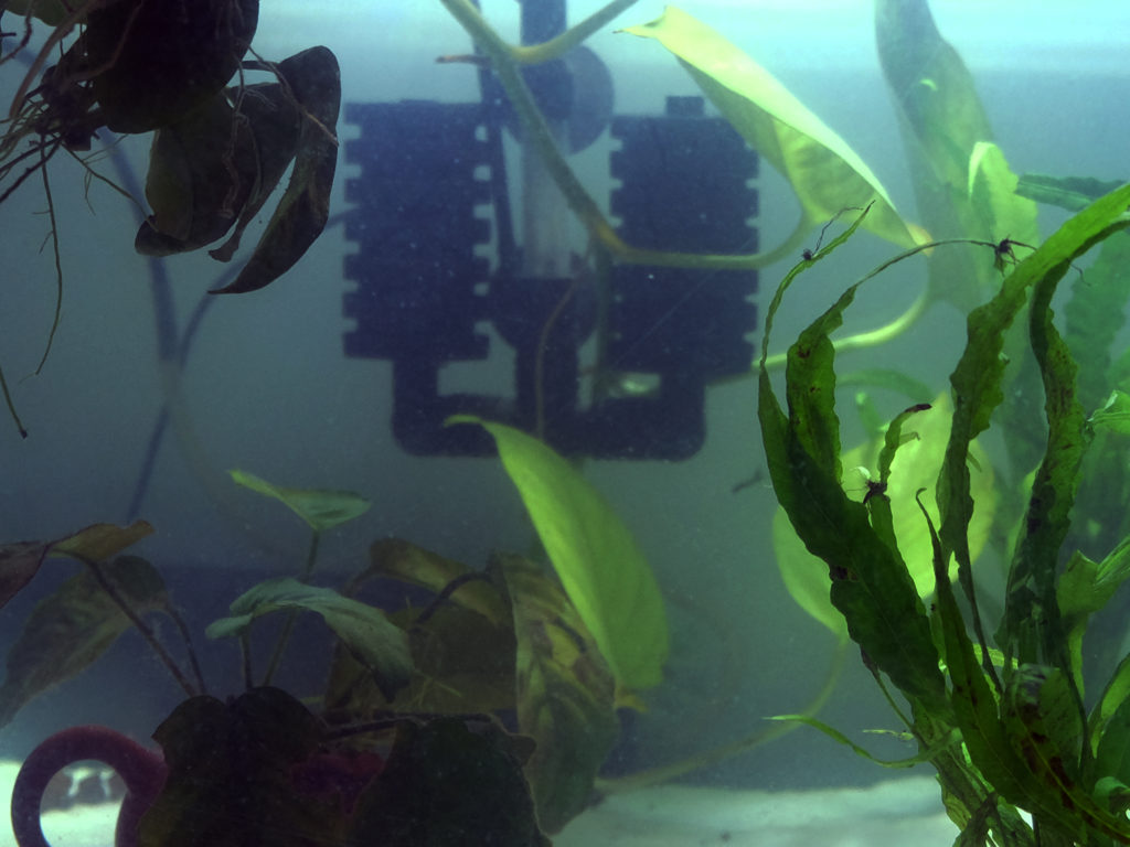 Acquario per axolotl, guida all'allestimento - TARTAGUIDA