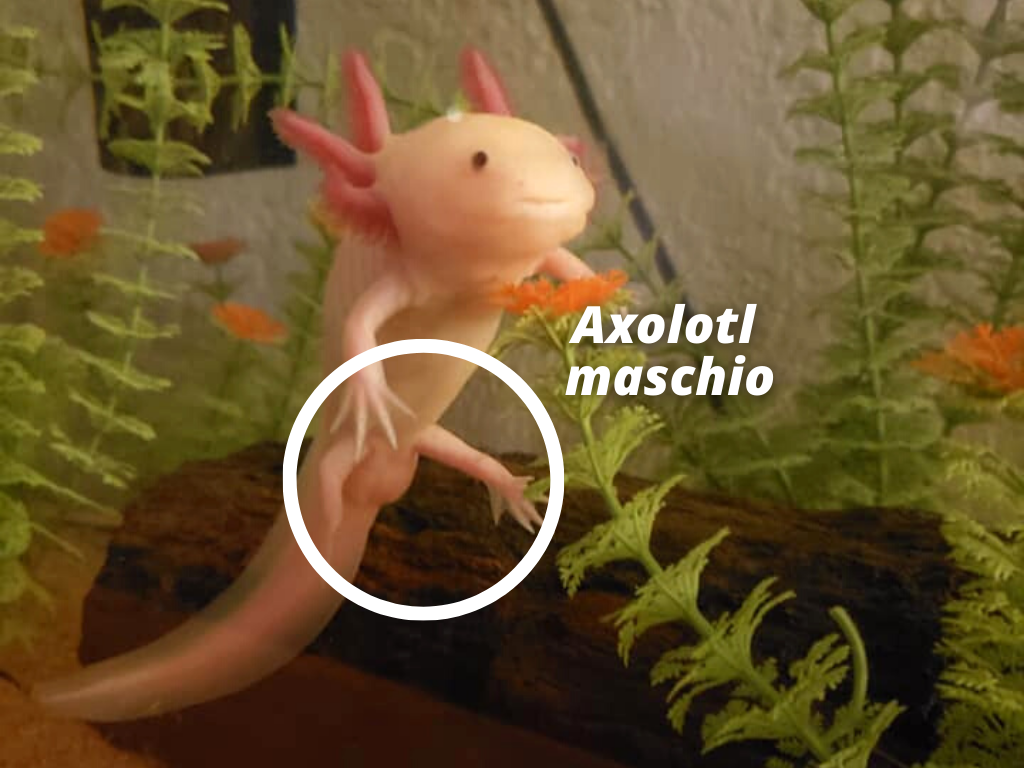 axolotl maschio 