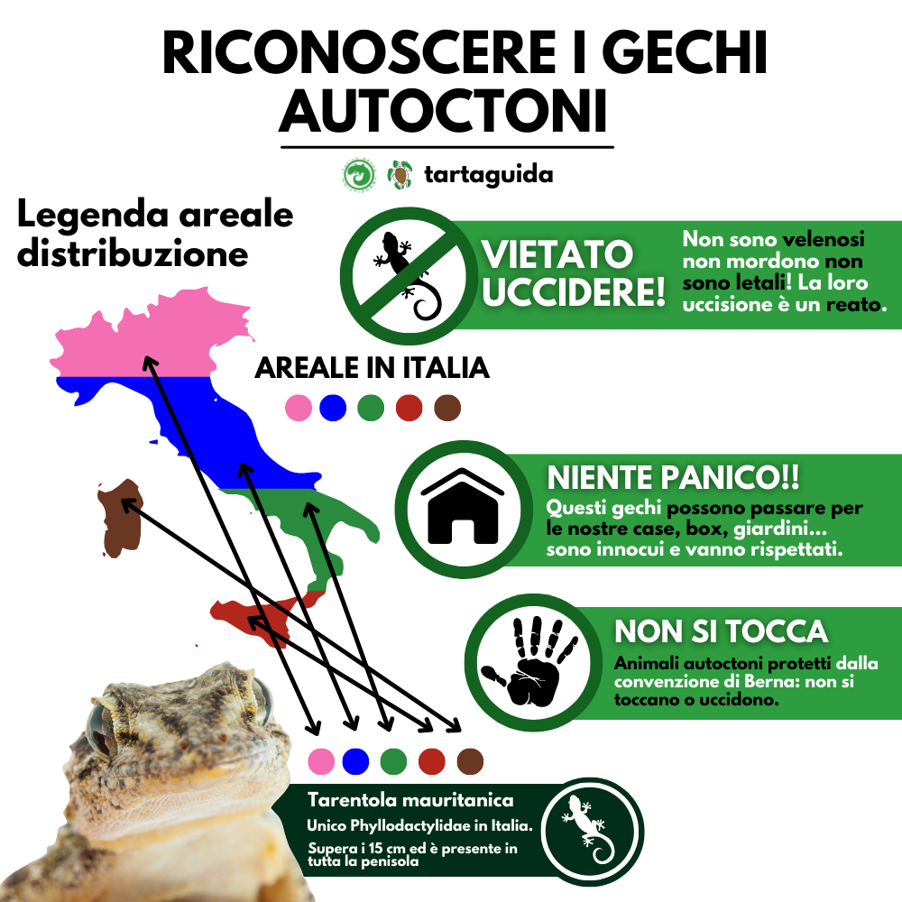 Specie gechi autoctoni Italiani