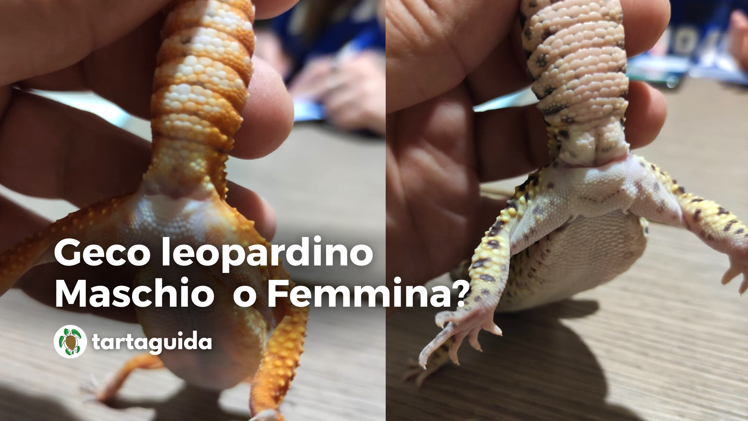 Geco leopardino maschio o femmina? Dimorfismo sessuale