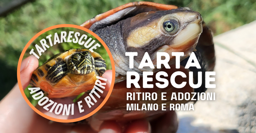 adottare tartaruga d'acqua