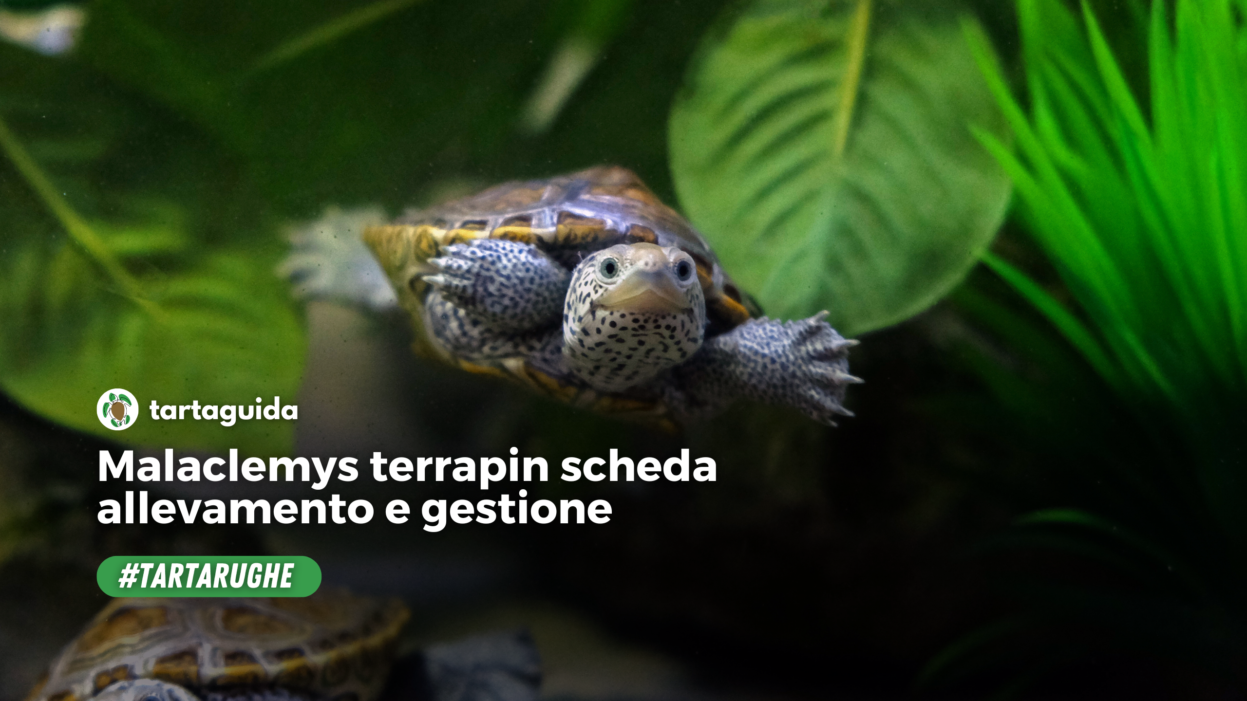 Malaclemys terrapin scheda allevamento e gestionale diamond back turtle