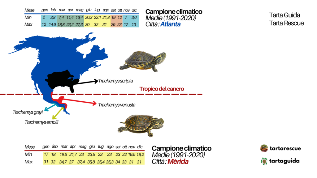 Trachemys venusta