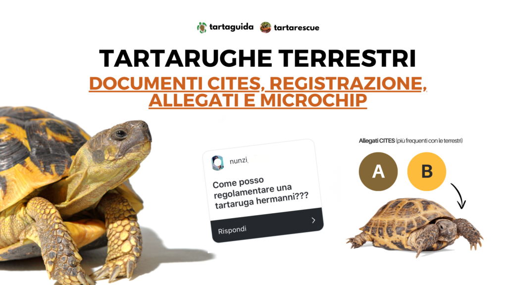 come regolarizzare tartarughe terrestri